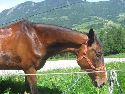 wanderreiten_2009_15