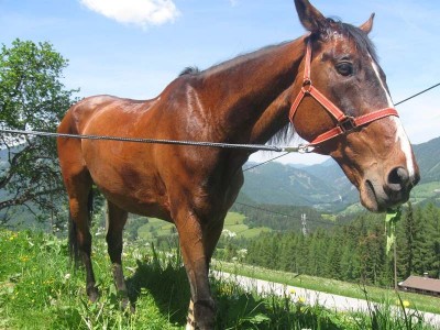 wanderreiten_2009_17