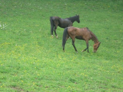 wanderreiten_2009_29