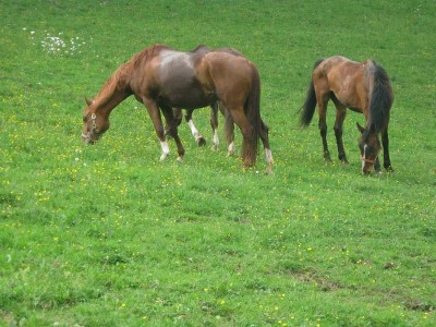 wanderreiten_2009_32