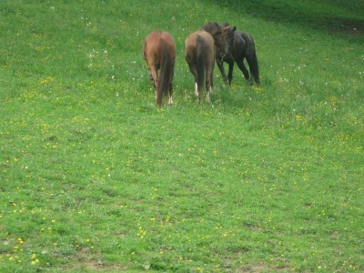 wanderreiten_2009_34