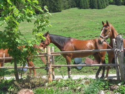 wanderreiten_2009_68