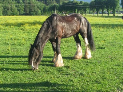 wanderreiten_2009_82