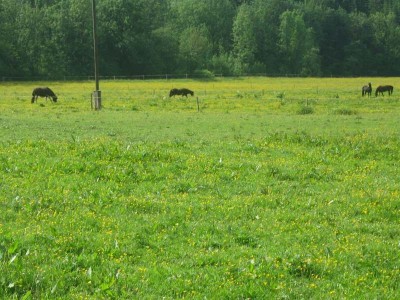 wanderreiten_2009_91