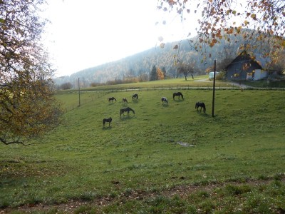 teichalm_wanderreiten_12