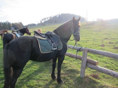 teichalm_wanderreiten_27