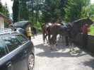 wanderreiten_2009_08