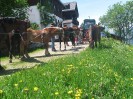 wanderreiten_2009_13