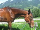 wanderreiten_2009_15