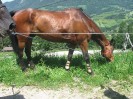 wanderreiten_2009_16