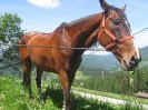 wanderreiten_2009_17