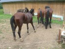 wanderreiten_2009_28