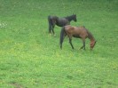 wanderreiten_2009_29