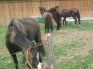 wanderreiten_2009_30