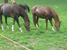 wanderreiten_2009_31