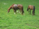 wanderreiten_2009_32