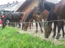 wanderreiten_2009_42