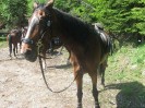 wanderreiten_2009_54