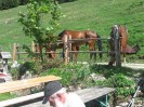 wanderreiten_2009_67
