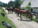 wanderreiten_2009_77