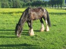 wanderreiten_2009_82