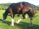 wanderreiten_2009_83