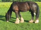 wanderreiten_2009_84