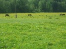 wanderreiten_2009_91