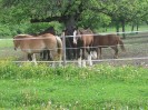 wanderreiten_2009_92