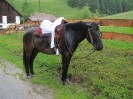 Wanderreiten Ramsau :: img_4364