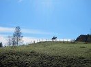 teichalm_wanderreiten_11