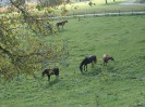 teichalm_wanderreiten_13