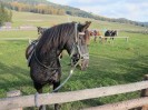 teichalm_wanderreiten_28