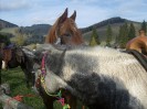 teichalm_wanderreiten_31