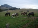 teichalm_wanderreiten_35