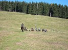 teichalm_wanderreiten_70